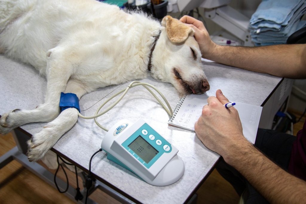 Les suites d’une chirurgie de l’hygroma du chien